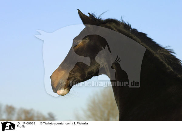 Trakehner Profil / Profile / IP-00062