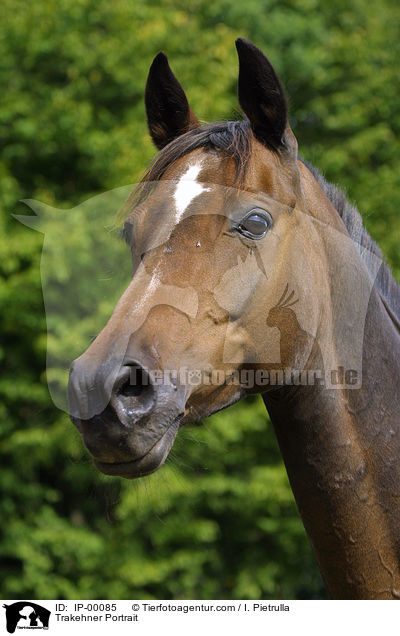 Trakehner Portrait / Trakehner Portrait / IP-00085