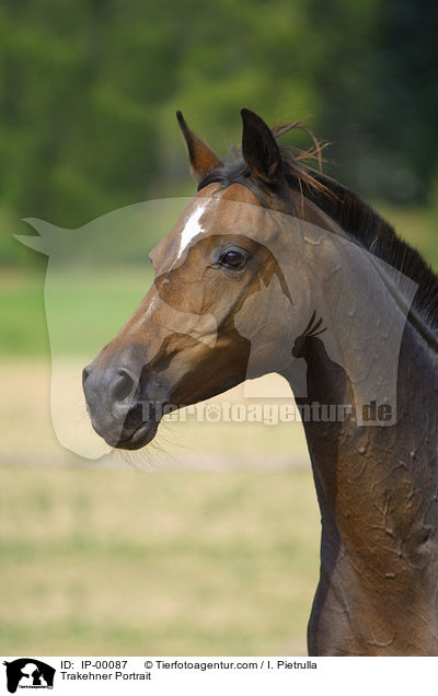 Trakehner Portrait / Trakehner Portrait / IP-00087