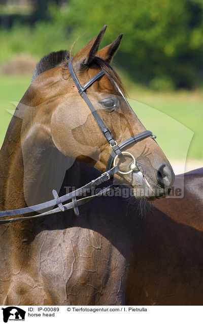 Trakehner Portrait / horse head / IP-00089
