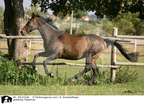 galoppierender Trakehner / galloping Trakehner / SS-01438