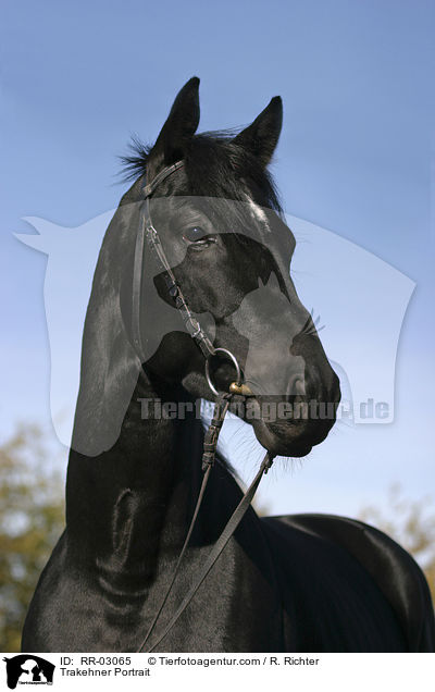 Trakehner Portrait / Trakehner Portrait / RR-03065