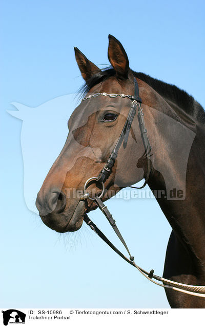 Trakehner Portrait / Trakehner Portrait / SS-10986