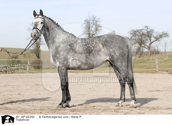 Trakehner / Trakehner / AP-02292