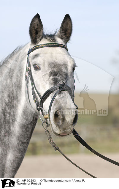 Trakehner Portrait / Trakehner Portrait / AP-02293