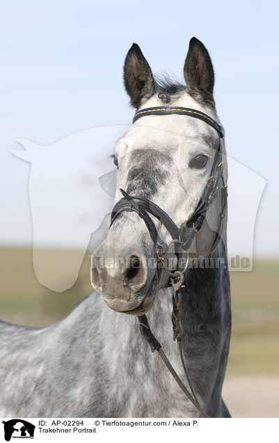 Trakehner Portrait / Trakehner Portrait / AP-02294
