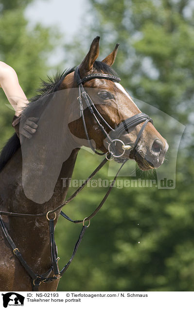 Trakehner horse portrait / NS-02193