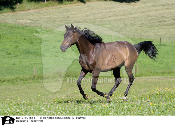 galoppierender Trakehner / galloping Trakehner / EH-01551