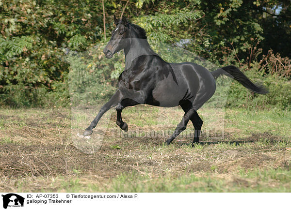 galoppierender Trakehner / galloping Trakehner / AP-07353