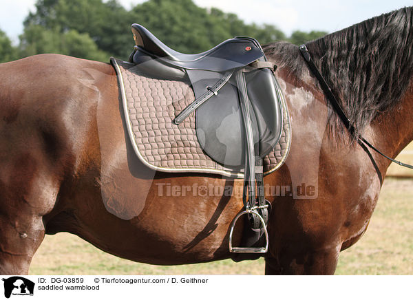 saddled warmblood / DG-03859