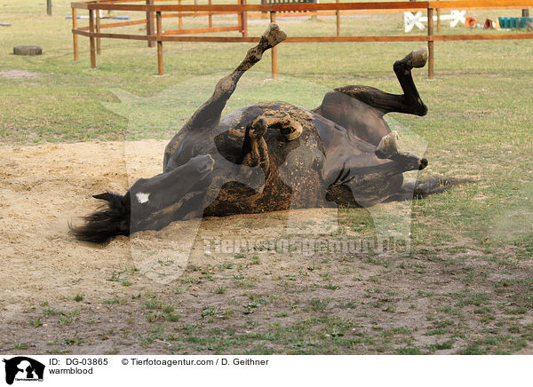 Trakehner / warmblood / DG-03865