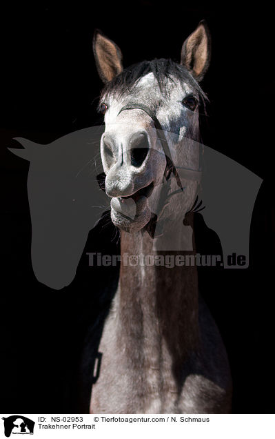 Trakehner Portrait / NS-02953