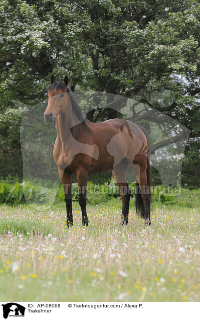 Trakehner / Trakehner / AP-08068