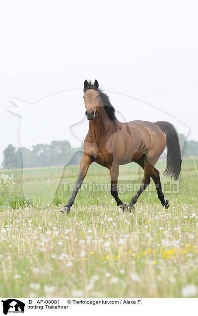 trabender Trakehner / trotting Trakehner / AP-08081