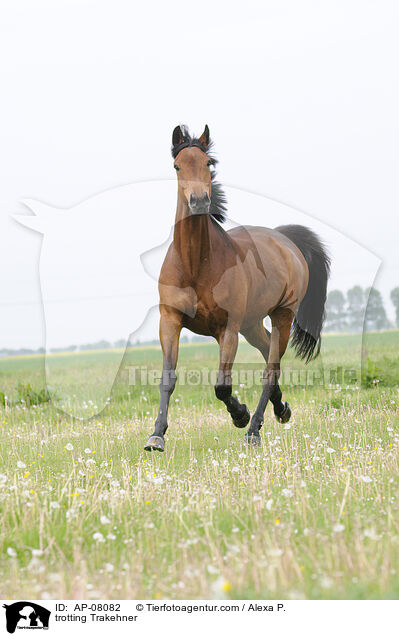 trabender Trakehner / trotting Trakehner / AP-08082