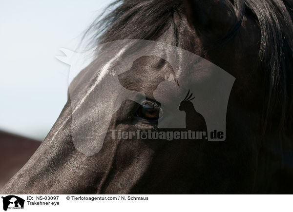 Trakehner eye / NS-03097