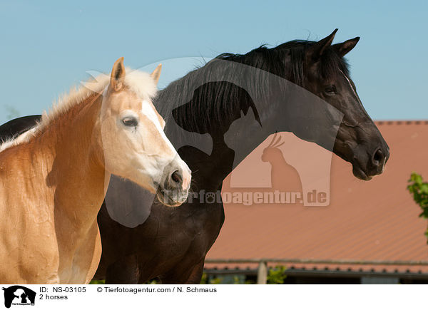 2 horses / NS-03105
