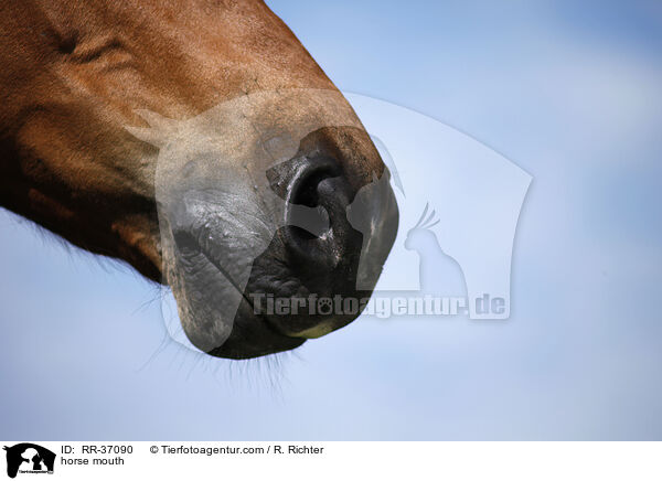 horse mouth / RR-37090