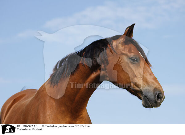 Trakehner Portrait / Trakehner Portrait / RR-37115