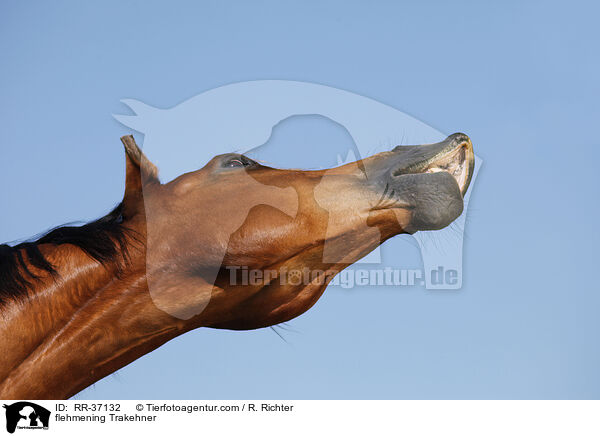 flehmender Trakehner / flehmening Trakehner / RR-37132