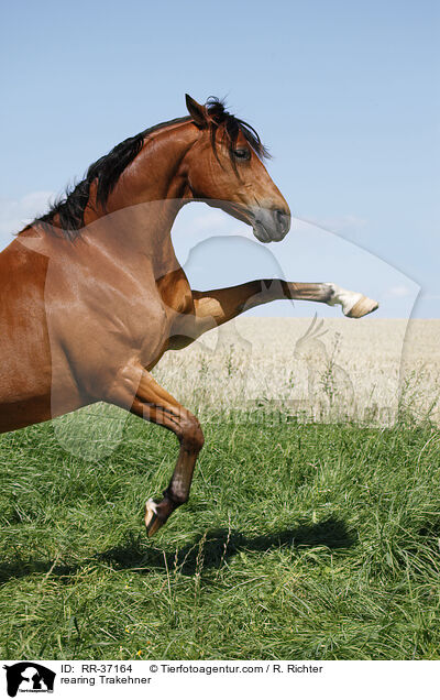 rearing Trakehner / RR-37164