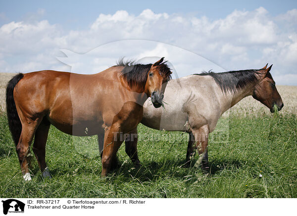 Trakehner und Quarter Horse / Trakehner and Quarter Horse / RR-37217