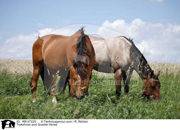 Trakehner und Quarter Horse / Trakehner and Quarter Horse / RR-37220