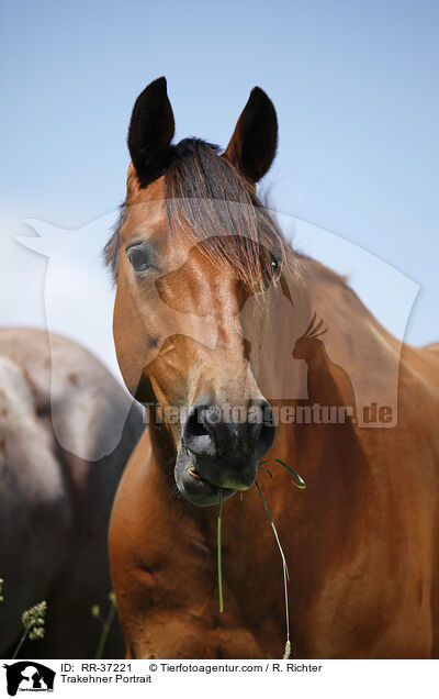 Trakehner Portrait / Trakehner Portrait / RR-37221