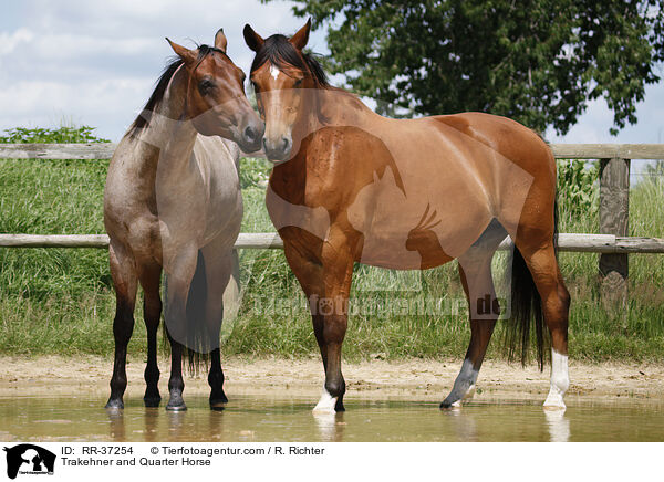 Trakehner and Quarter Horse / RR-37254