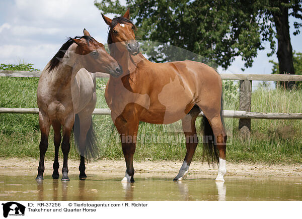 Trakehner und Quarter Horse / Trakehner and Quarter Horse / RR-37256