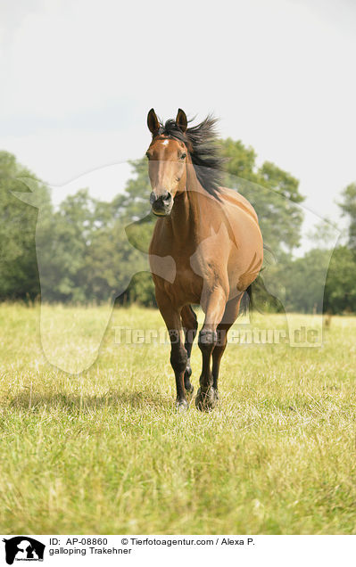 galoppierender Trakehner / galloping Trakehner / AP-08860