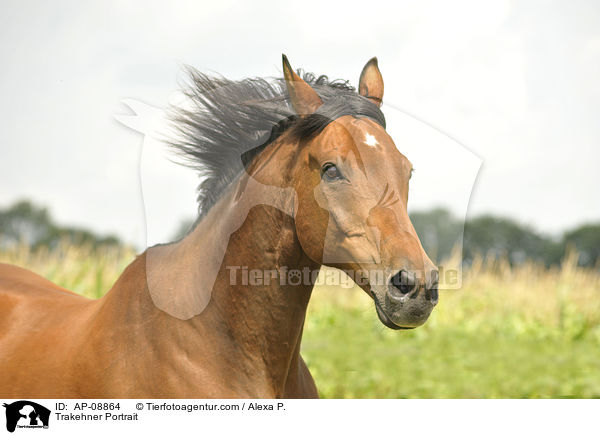 Trakehner Portrait / Trakehner Portrait / AP-08864
