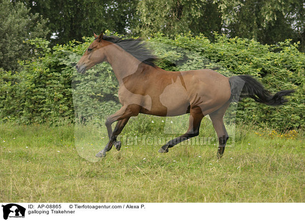 galoppierender Trakehner / galloping Trakehner / AP-08865