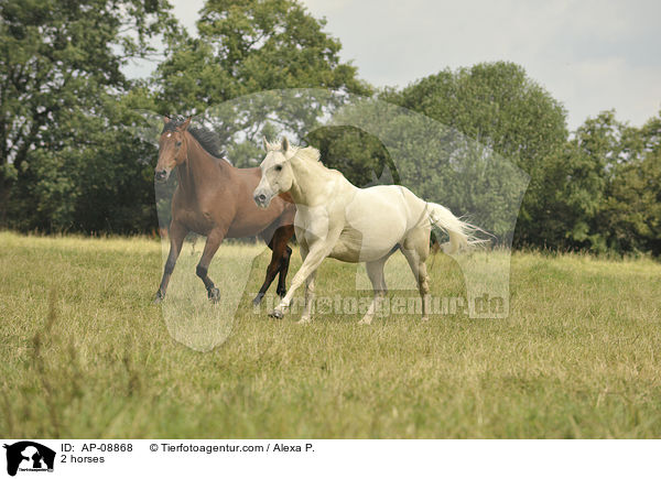 2 Pferde / 2 horses / AP-08868