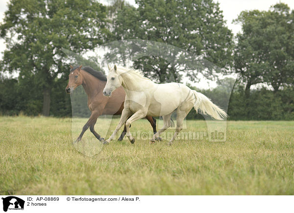 2 Pferde / 2 horses / AP-08869
