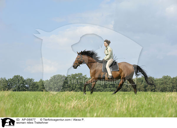 Frau reitet Trakehner / woman rides Trakehner / AP-08877