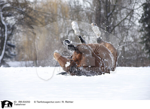 Trakehner / Trakehner / RR-50050