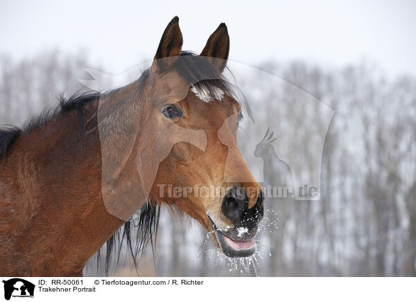 Trakehner Portrait / Trakehner Portrait / RR-50061