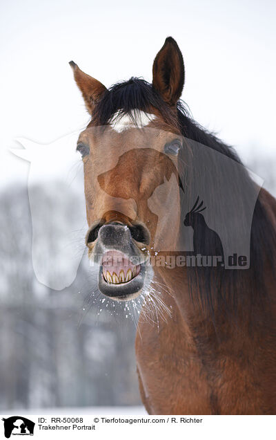 Trakehner Portrait / RR-50068