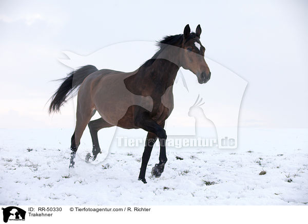 Trakehner / Trakehner / RR-50330