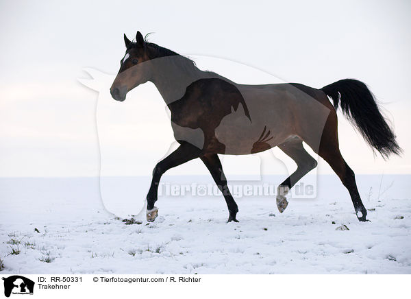 Trakehner / Trakehner / RR-50331