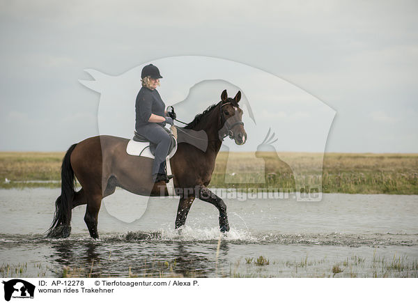 Frau reitet Trakehner / woman rides Trakehner / AP-12278