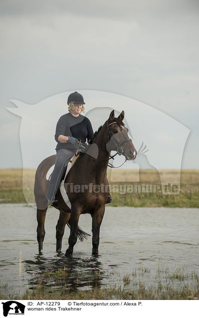 Frau reitet Trakehner / woman rides Trakehner / AP-12279
