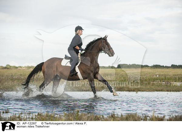 Frau reitet Trakehner / woman rides Trakehner / AP-12287