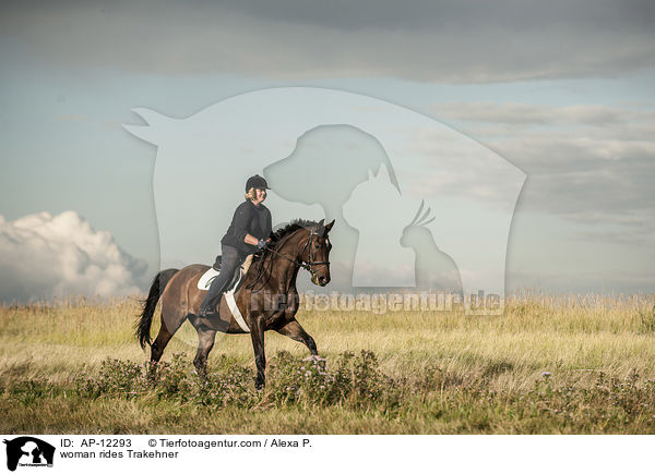 Frau reitet Trakehner / woman rides Trakehner / AP-12293