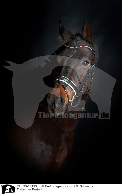 Trakehner Portrait / Trakehner Portrait / NS-05193