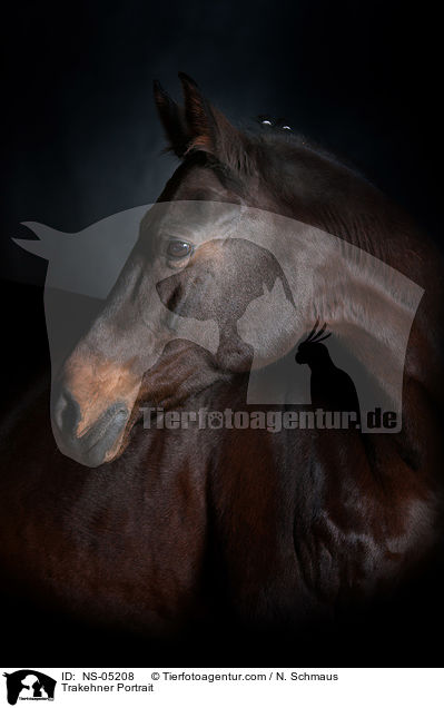 Trakehner Portrait / Trakehner Portrait / NS-05208