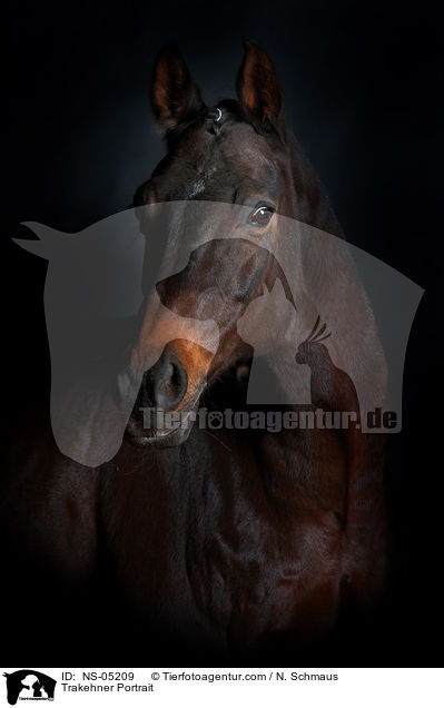 Trakehner Portrait / Trakehner Portrait / NS-05209