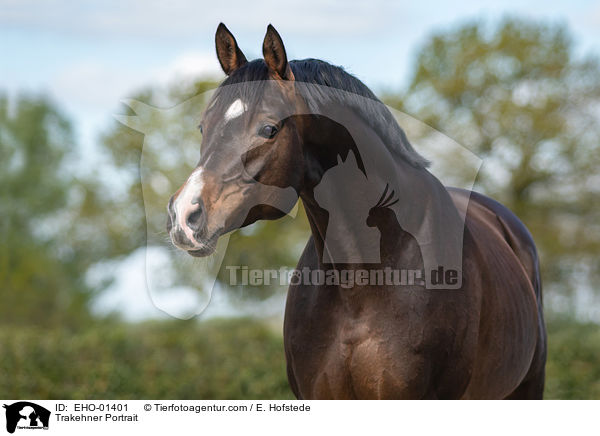 Trakehner Portrait / Trakehner Portrait / EHO-01401