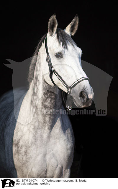 Portrait Trakehner Wallach / portrait trakehner gelding / STM-01074
